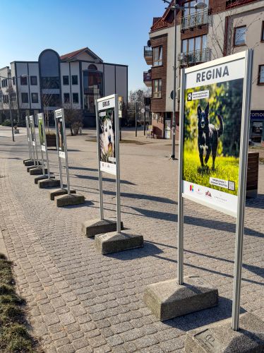 Wystawa czworonogów ze schroniska w Pudwągach	