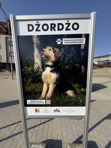 Wystawa czworonogów ze schroniska w Pudwągach	