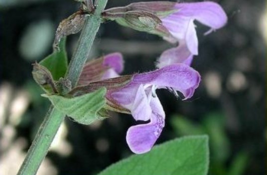 Zielnik Biblioteczny | Szałwia lekarska